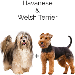 Hava-Welsh Dog